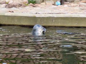 Foka w Fokarium na Helu